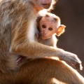 monkey kingdom