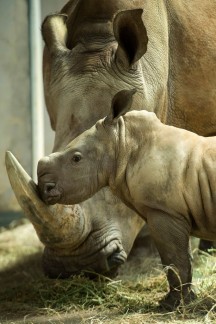 New Baby Girl Rhino Born at Disney's Animal Kingdom