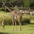Baby Giraffe Debuts at Disney's Animal Kingdom