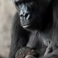 Baby Gorilla Born at Disney's Animal Kingdom