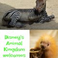 Disney animal kingdom babies