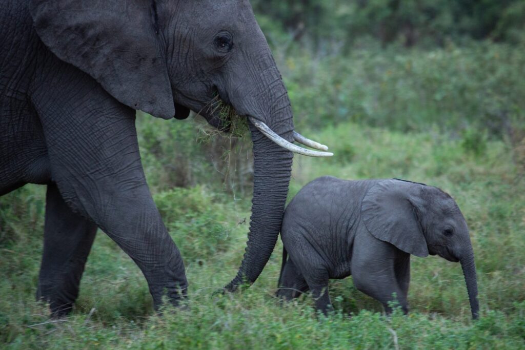 disney national geographic Secrets Of The Elephants