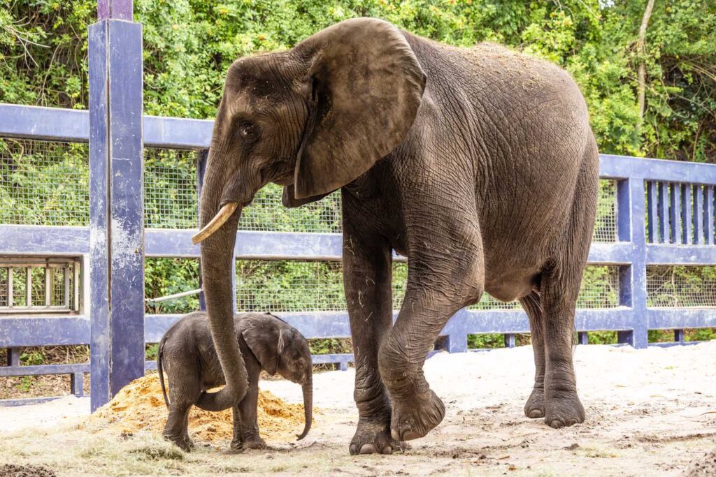 disney animal kingdom baby elephant